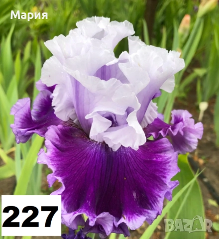 Сортови вискоки ириси /брадати ириси, снимка 15 - Градински цветя и растения - 51459166