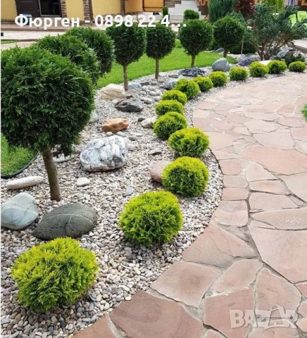 Туя Даника Голд – Thuja occidentalis Danica Gold, снимка 2 - Разсади - 52714317