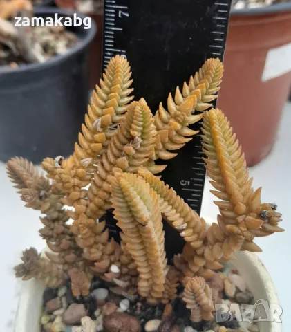 Красула (Crassula lycopodioides), сукулентно растение
