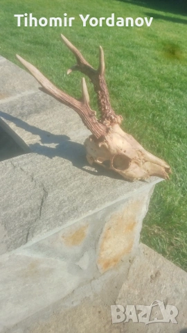 Трофей от сръндак -5 броя , снимка 14 - Антикварни и старинни предмети - 54056882