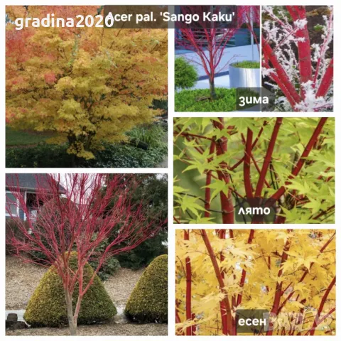 Ацер - Японски Клен Комплект от 4 вида, снимка 5 - Разсади - 50406472