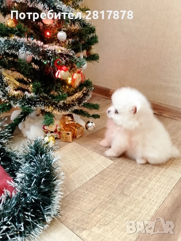 мини Померан на 50 дни , снимка 3 - Померан - 52658152