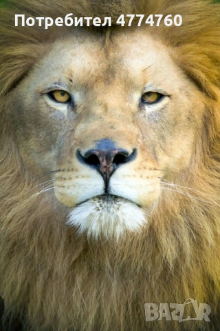 Повдигащ механизъм за матрак , снимка 2 - Дивани и мека мебел - 53941718