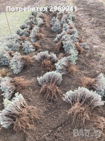  Разсад лавандула на едро и дребно, снимка 8 - Градински цветя и растения - 31696645