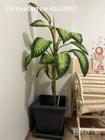 Декоративно растение Дифенбахия