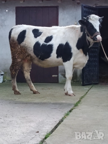 Продавам бременни юници , снимка 8 - Крави - 52893451