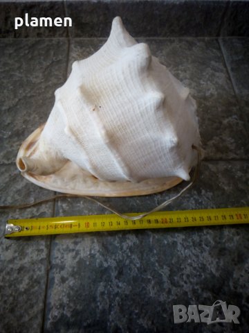 Нощна лампа от голяма раковина, снимка 4 - Антикварни и старинни предмети - 29492075