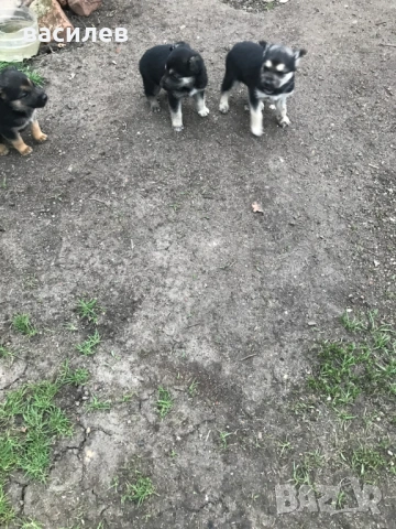 немска овчарка, снимка 3 - Немска овчарка - 53942688