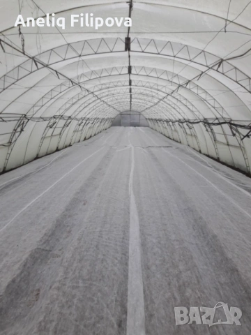 Продавам разсад за Пипер, Домати и Краставици , снимка 6 - Разсади - 53025953