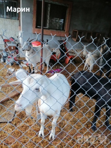 Продавам три кози, снимка 3 - Кози - 52936926