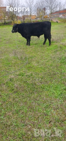 Бик Абърдийн ангус , снимка 6 - Крави - 52794227