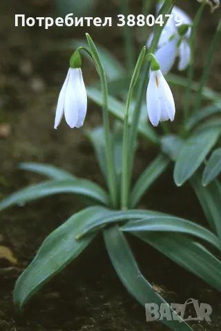 луковици на обикновено кокиче