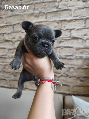 Френски булдочета ( флъфи ген), снимка 10 - Френски булдог - 53719888