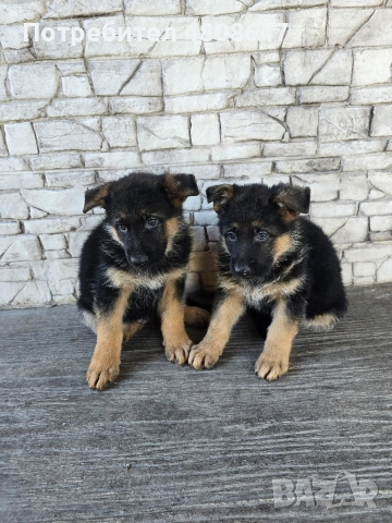 Немски овчарки , снимка 5 - Немска овчарка - 54320500