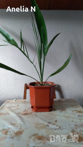 Палма-финикова, снимка 7 - Стайни растения - 30844825