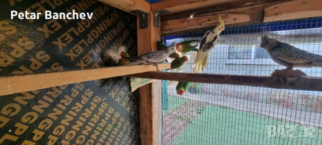 корели и скумруци , снимка 4 - Папагали - 47539847