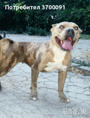 питбул, снимка 4 - Питбул - 52750294