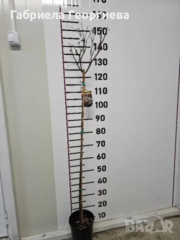 Пъстролистна върба , снимка 4 - Градински цветя и растения - 48958432