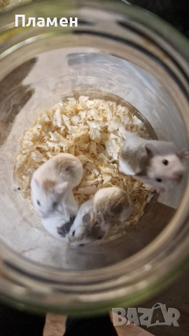 мини хамстери, снимка 2 - Хамстери - 52434730