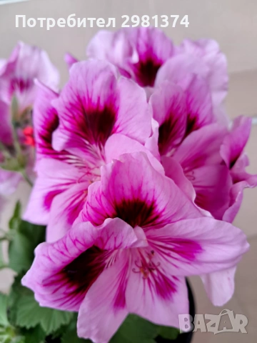 Кралско мушкато