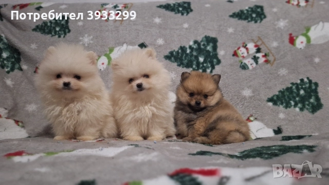 Померан мини померанчета чисто бели, снимка 6 - Померан - 52328942