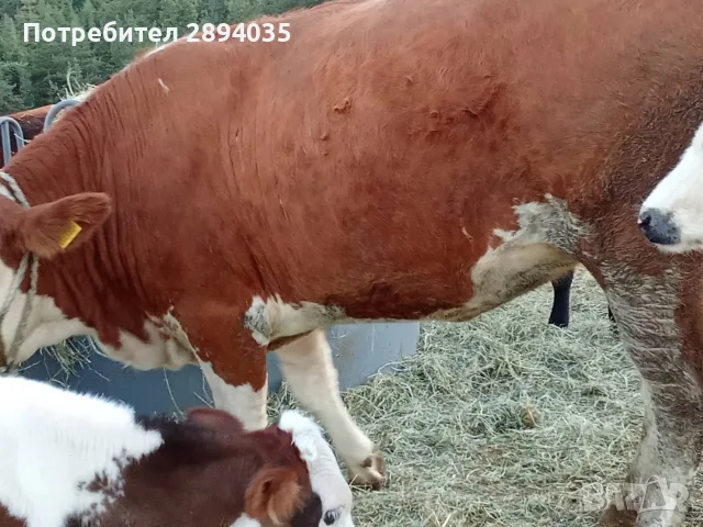 3 женски за клане , снимка 4 - Крави - 56110231