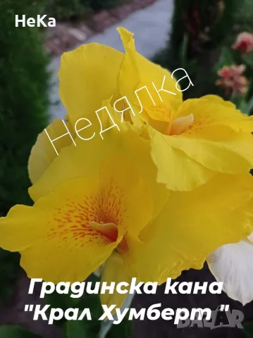 грудки от градински кани, снимка 2 - Градински мебели, декорация  - 56375703