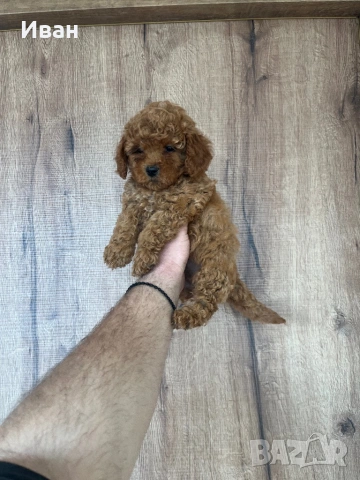 Той пудел, снимка 3 - Пудели - 53904935