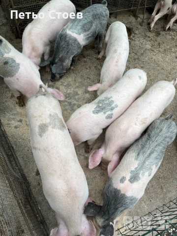 Малки прасета , снимка 3 - Прасета - 54256641