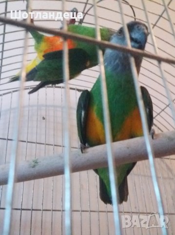 Сенегалски папагали-чифт, снимка 3 - Папагали - 42103487