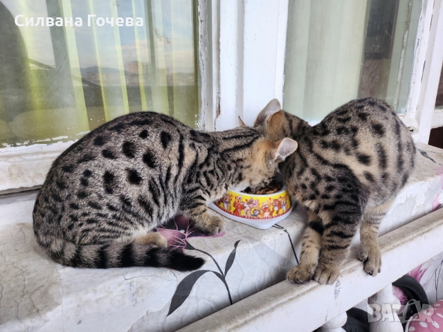 Бенгалска котка , снимка 8 - Бенгалски - 52083006