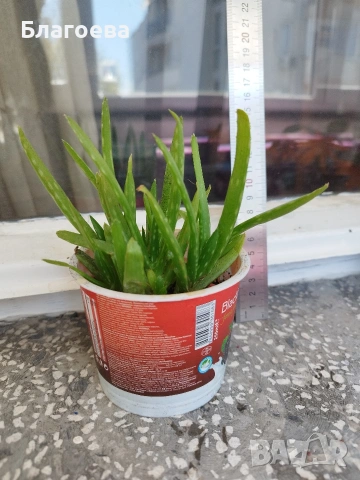 Алое Вера , снимка 2 - Стайни растения - 54311118