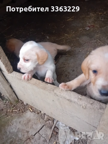 Продавам кокерчета , снимка 2 - Кокер шпаньол - 54271256