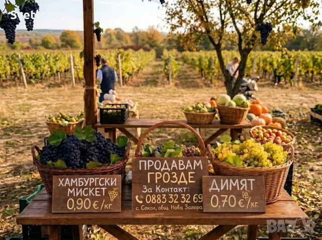 Грозде сорт Димят и Хамбургски Мискет