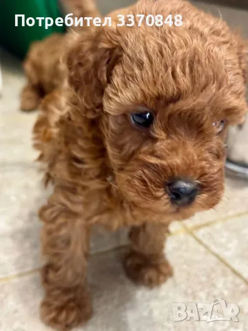 Той пудел, снимка 5 - Пудели - 40230280