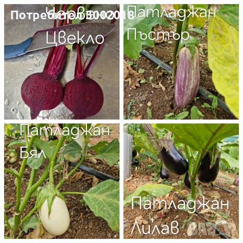 семена стари сортове , снимка 5 - Сортови семена и луковици - 51660347