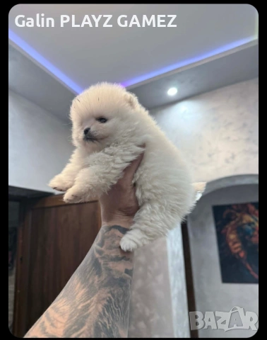 Померан , снимка 4 - Померан - 53969252