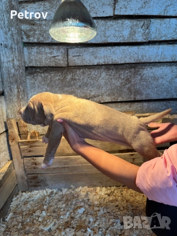 Американски булета , снимка 4 - Питбул - 52912672