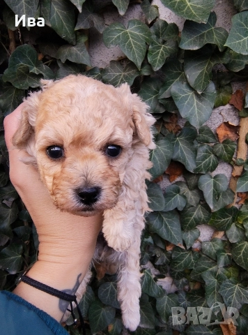 той пудел/пудел, снимка 5 - Пудели - 51010460