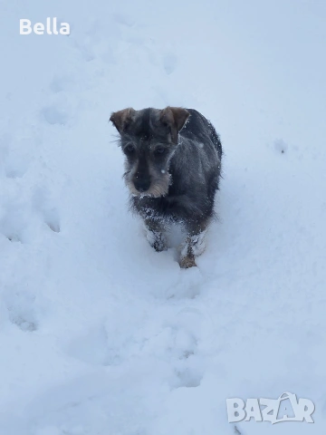 Мини шнауцер , снимка 8 - Други - 53913723