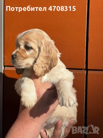 Кокер шпаньол карамел момче родословен баща