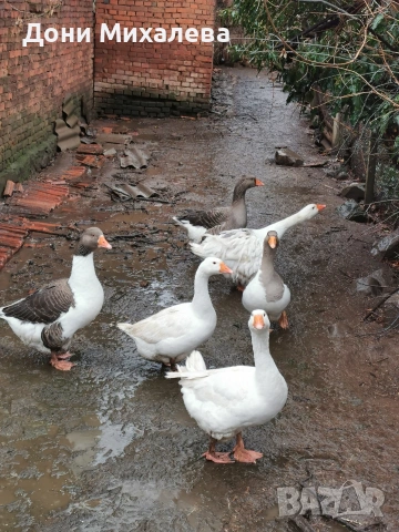 Продавам домашни патки стават и за клане и за гледане , снимка 4 - Патици и гъски - 53177589