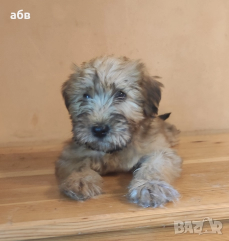 ирландски пшенични териери , снимка 2 - Други - 52584154