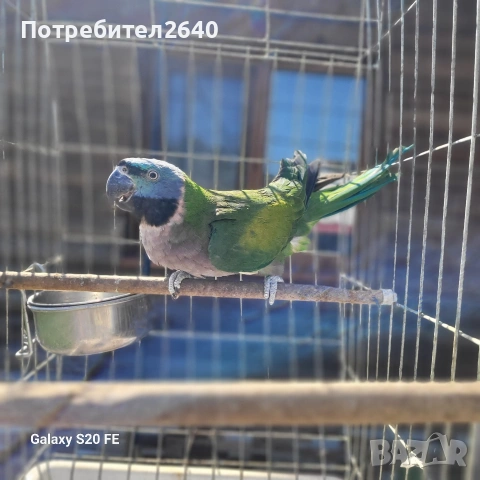 Китайски Александър(Psittacula derbiana), снимка 2 - Папагали - 54227096