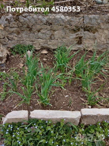 Парцел с ВИЗА, УПИ в регулация с.Комщица, снимка 9 - Парцели - 51545848