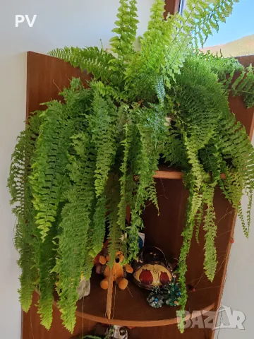 Кактуси и сукулентни, снимка 15 - Стайни растения - 48911588