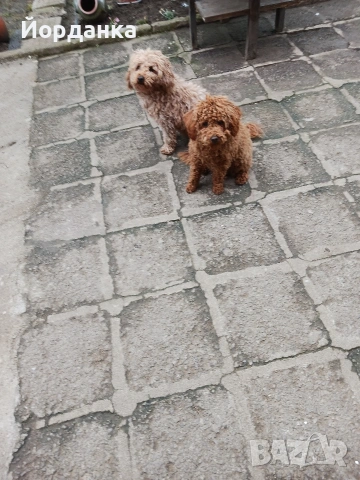 Пудел мини, снимка 4 - Пудели - 54005745