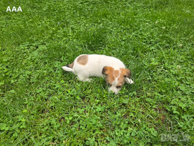 Малки кученца , снимка 3 - Други - 50431062