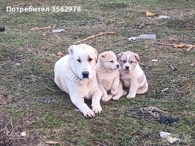 САО Алабай, снимка 9 - Алабай - 52820597
