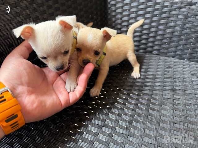 Чихупинчер  Актулано от 8.12.2025, снимка 5 - Пинчер - 52501883